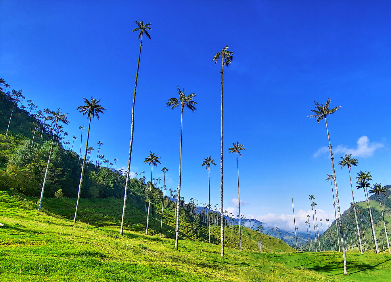 Valle de la Cocora • Armenia (Quindío) Colombia.