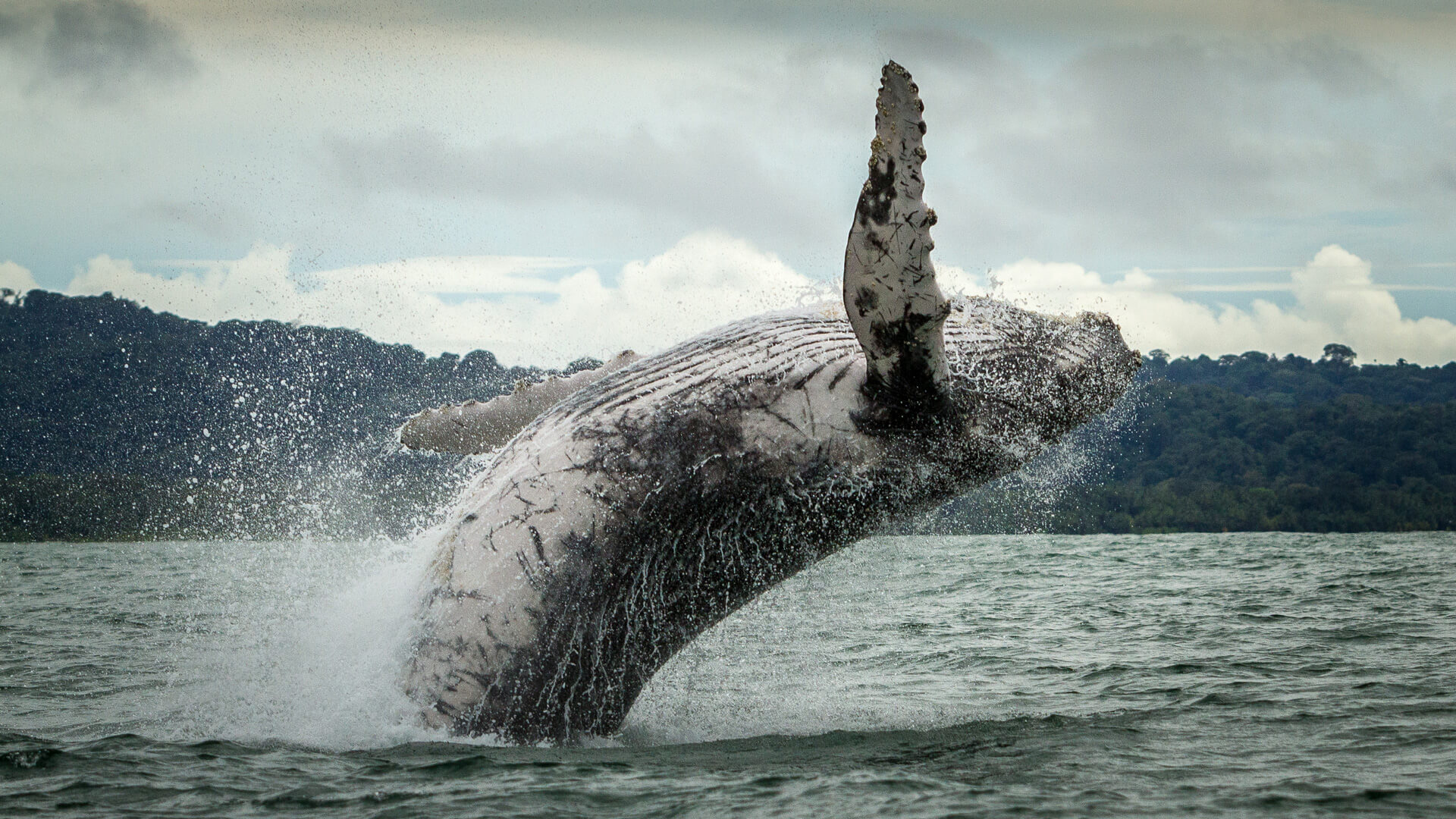 Morfo Studio • Santiago Kattah • Resilencia