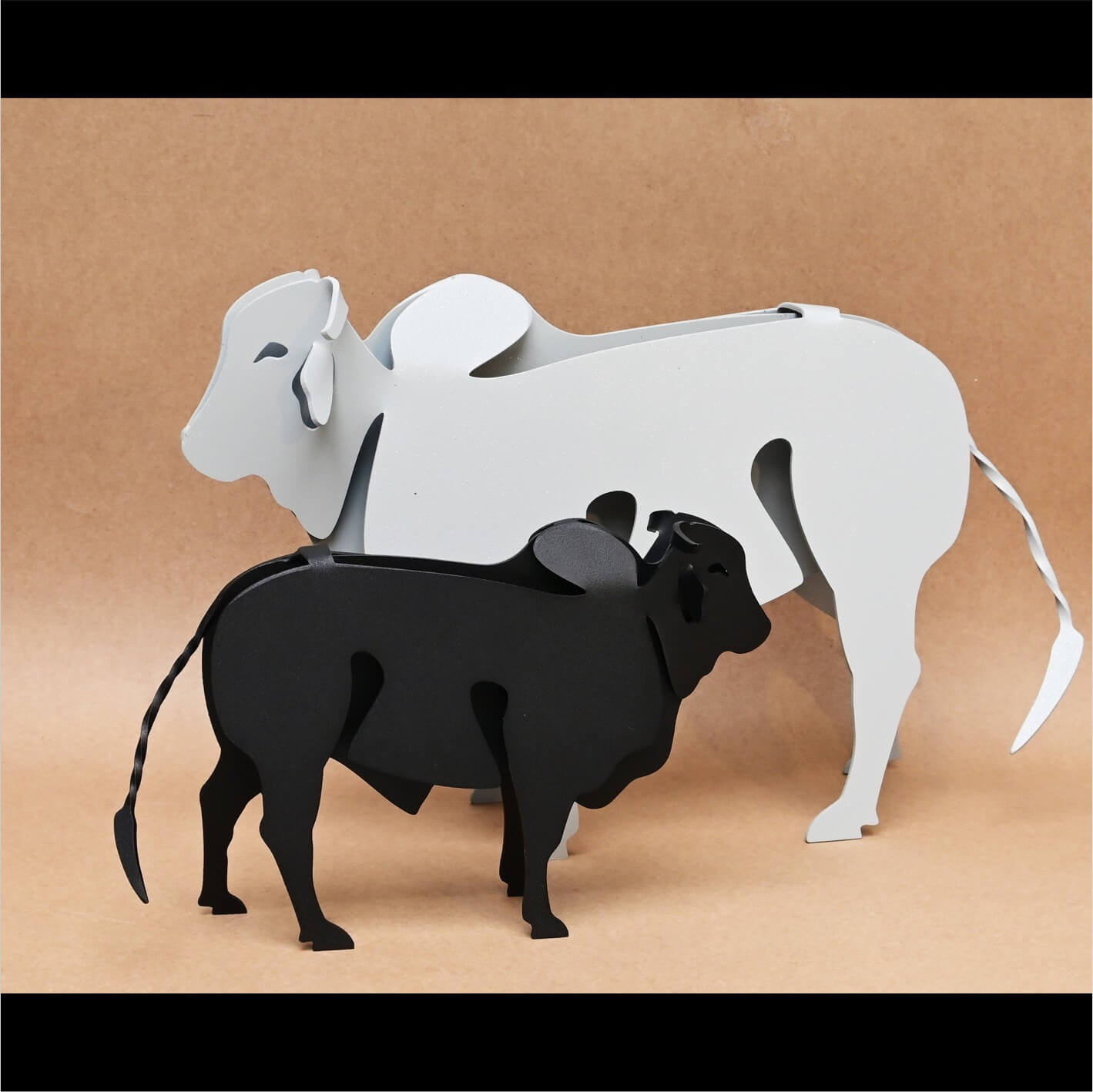 Cebúes Blanco y Negro