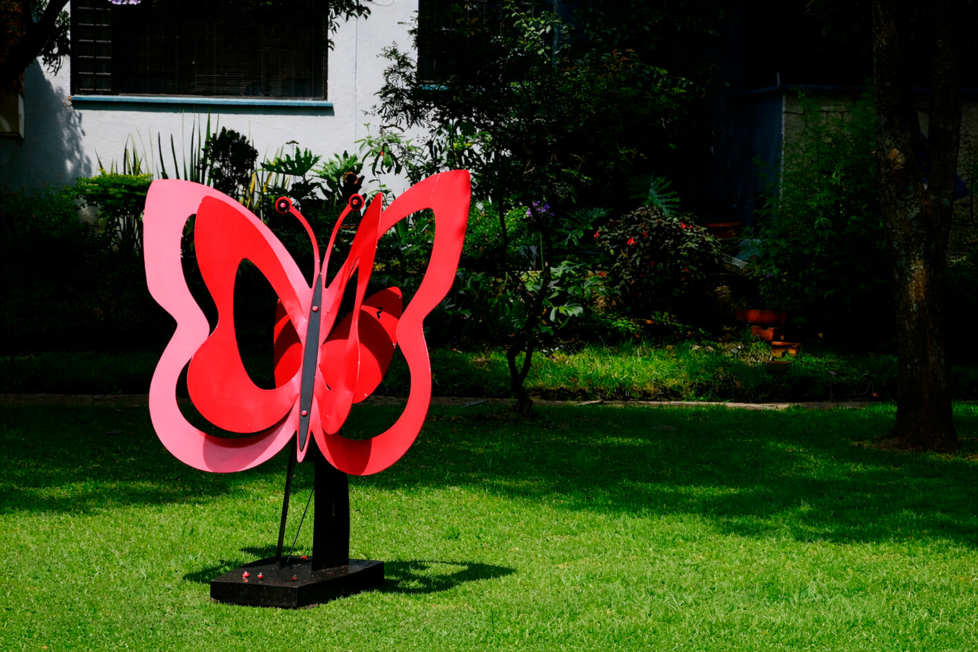 Mariposa Grande Roja en el Parque